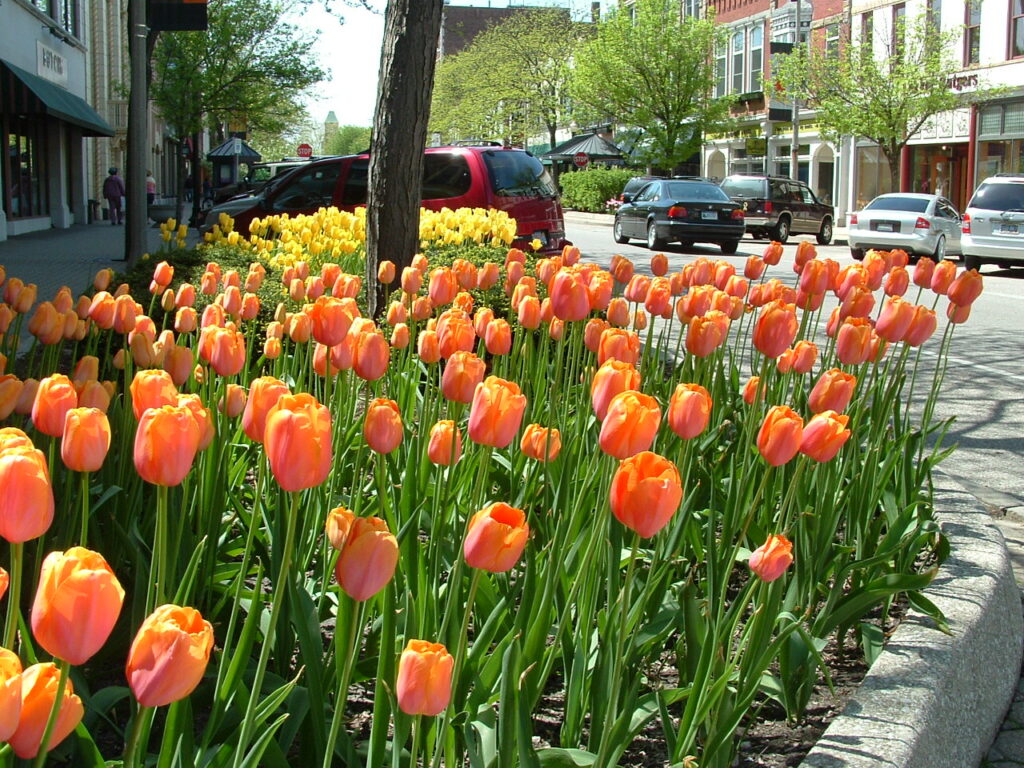 downtown tulip beds