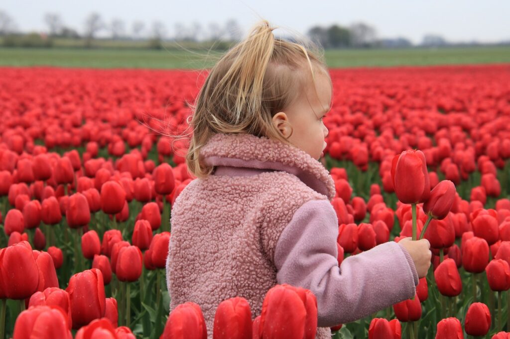 child in field of red tulips