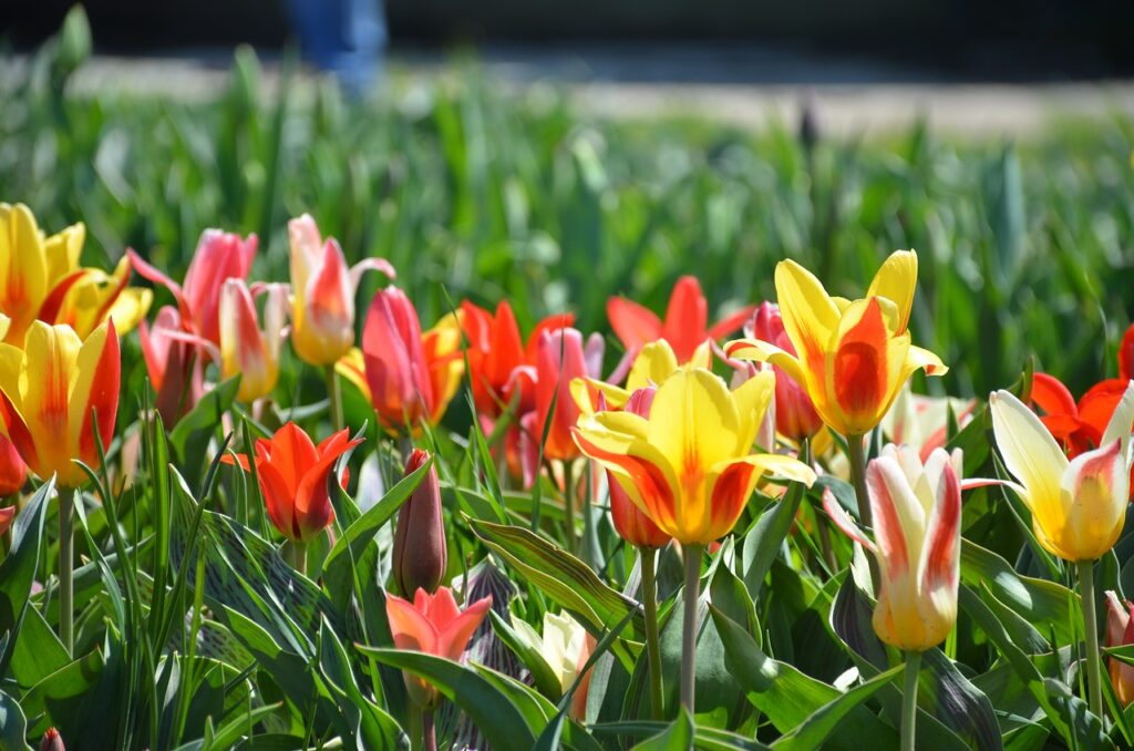 multi colored tulips in a field