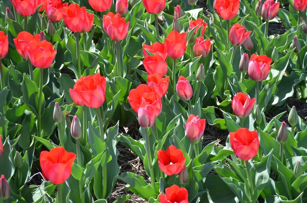 red tulips in a field