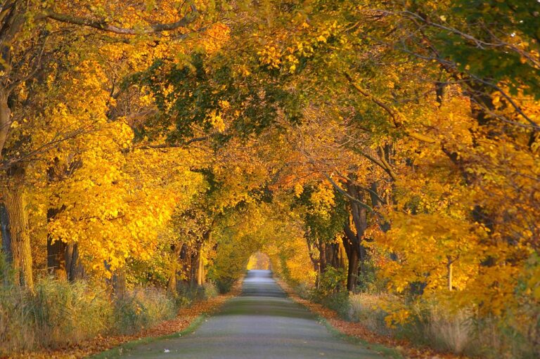 Scenic Tunnel of Trees Michigan Best Time to Visit