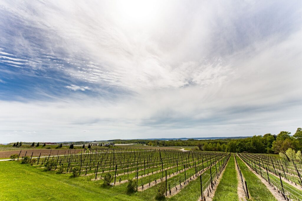 michigan wineries and vineyard