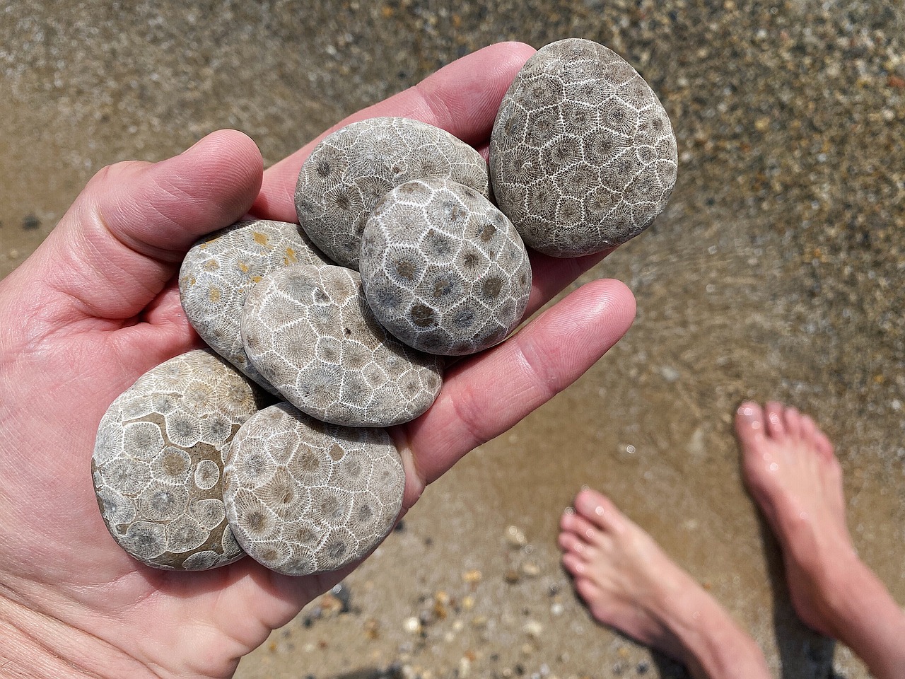 best rock hunting beaches in Michigan - petoskey stone