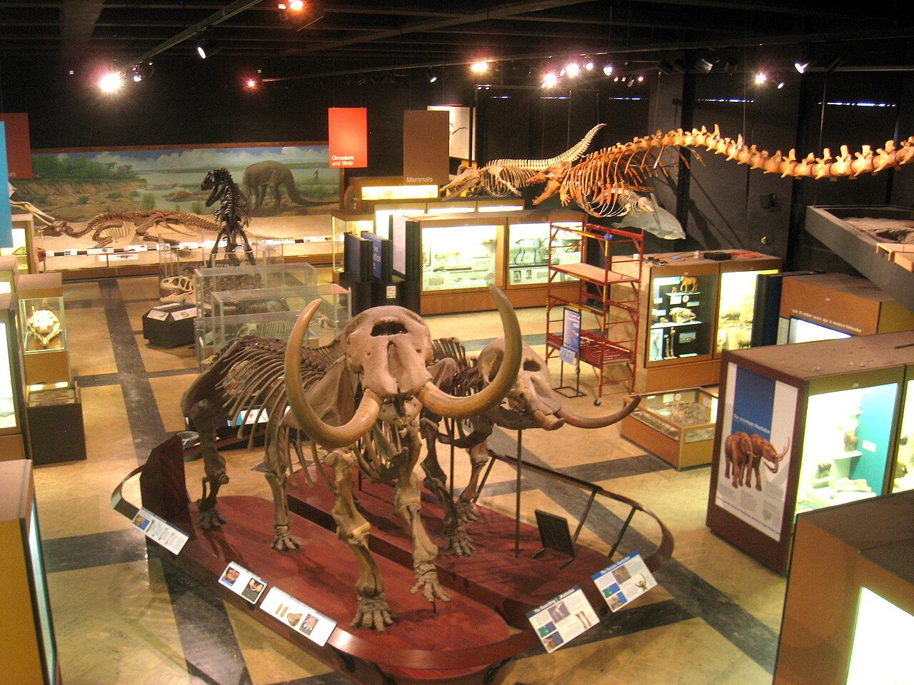 dinosaur attractions in michigan: museum of natural history ann arbor